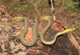 Image result for Yellow Tree Snake