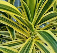 Image result for Variegated Dracaena Plant