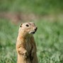 Image result for Funny Prairie Dog