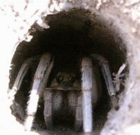 Image result for Trap Door Spider New England