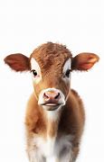 Image result for Cow Footprint Baby