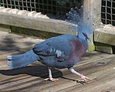 Image result for Victoria Crowned Pigeon