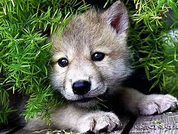 Image result for Brown Wolf Dog