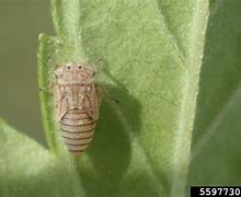 Image result for Sugar Beet Leafhopper