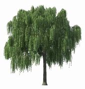 Image result for 1 Willow Tree