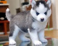 Image result for Pomsky Husky Puppies