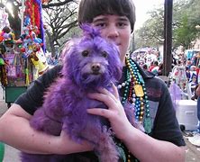 Image result for Purple Doge