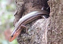 Image result for Missouri Lizards