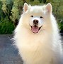 Image result for Small Samoyed