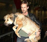 Image result for Ryan Gosling Dog George