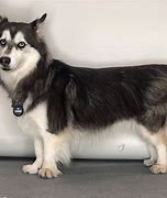 Image result for Basset Husky Mix