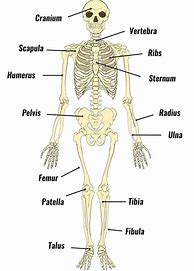 Image result for Every Bone in the Human Body