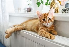 Image result for Ginger Cat with Amber Eyes