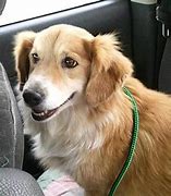 Image result for Corgi Hound Mix