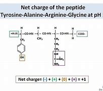 Image result for What Is Net Charge