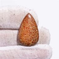 Image result for Dinosaur Bone Jasper