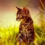 Image result for Cat and Butterfly Painting