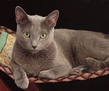 Image result for Russian Blue Cat German Shepherd