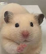 Image result for Hammond Cute