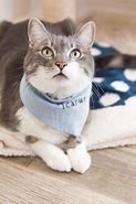 Image result for Barn Cat with Bandana