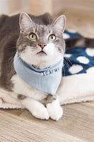 Image result for How to Make a Cat Bandana