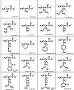 Image result for 20 Amino Acids and Structures