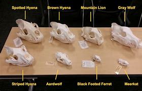 Image result for Rodent Bone Identification Chart