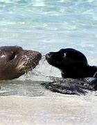 Image result for Pinniped Rookeries