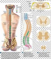 Image result for Vertebral Column and Spinal Nerves