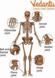 Image result for Human Body Joints