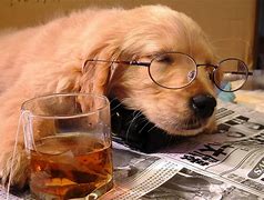 Image result for Tired Dog Images