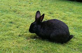 Image result for Black Bunny Rabbits