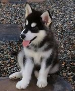 Image result for Black Malamute