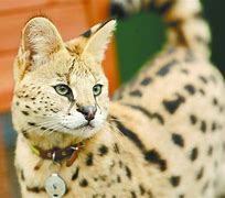 Image result for Silver Serval Cat