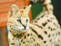 Image result for Serval Cat Lynx