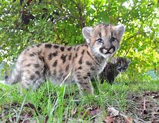 Image result for Mountain Lion Kittens