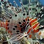 Image result for Lionfish Pet