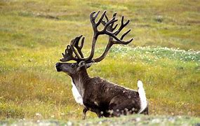 Image result for Caribou Fursona