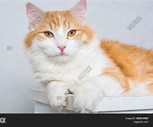 Image result for Ginger Cat with Amber Eyes