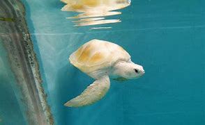 Image result for Turtle House White Wine