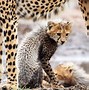 Image result for Cheetahs in the Wild