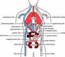 Image result for Label of the Circulatory System