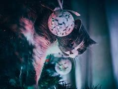 Image result for Cat Inside Christmas Tree