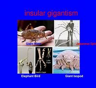 Image result for Insular Gigantism