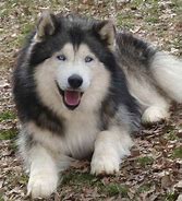 Image result for Husky Malamute Mix