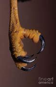 Image result for Shoulder Talons