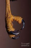 Image result for Hawk Talons around a Volleyball