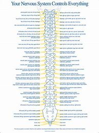 Image result for Spinal Nerves List