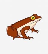 Image result for Flat Brown Frog