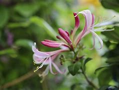 Image result for Honeysuckle Flower Nectar